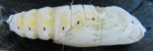 Pupae Side of Green Awl - Hasora discolor mastusia